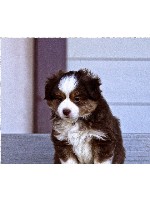 Design 142203 Canvas Prints Image