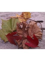 Fall Leaves