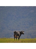 Design 233481 Canvas Prints Image