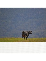 Design 233483 Canvas Prints Image