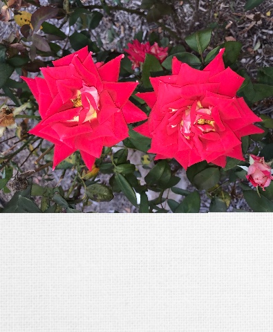 Design 235594 Canvas Prints