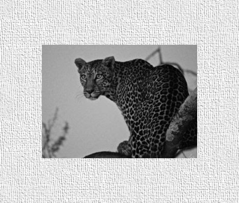 Design 29130 Canvas Prints