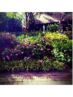 Azalea Garden