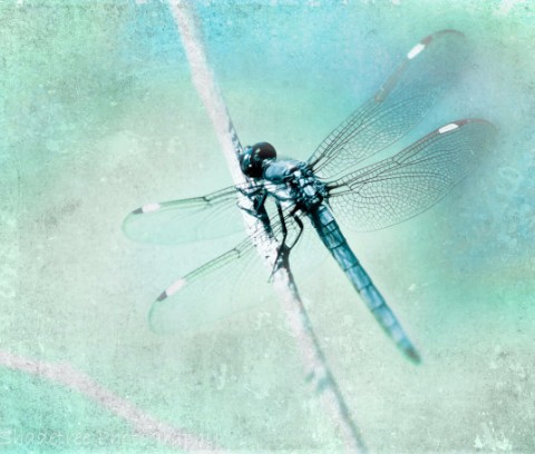 Design 320044 Canvas Prints