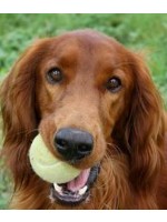 Design 35795 Canvas Prints Image