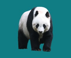 panda
