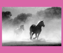 horses
