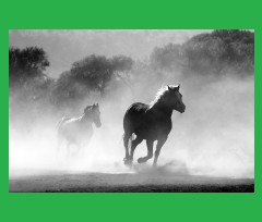 green horses