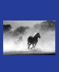 blue horses