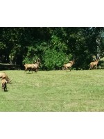 Design 37540 Canvas Prints Image