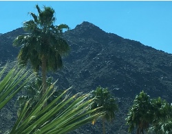 Palm Springs Window