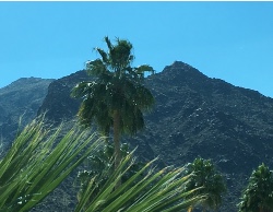 Palm Springs Window
