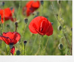 Design 379693 Canvas Prints Image