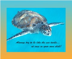 Sea Turtle