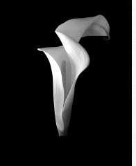 Design 400972 Canvas Prints Image