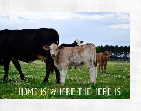 Design 403069 Canvas Prints