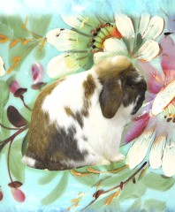 BOS canvas