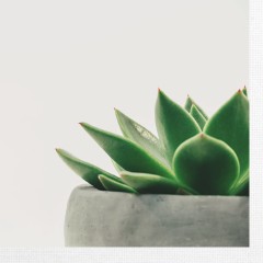 Design 420794