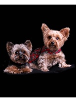 Design 43547 Canvas Prints Image