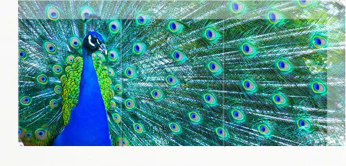 Design 477115 Canvas Prints