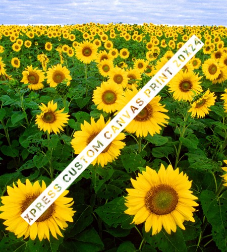 Design 490548 Canvas Prints