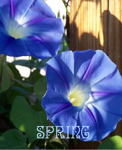 Design 51777 Canvas Prints