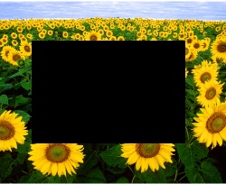 Design 528465