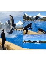 Design 56103 Canvas Prints Image