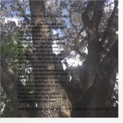 The Mighty Oak Canvas Prints Image