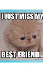 true kitten depression