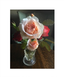 granada roses Canvas Prints Image