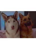 Design 625701 Canvas Prints Image