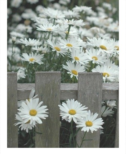 Design 630037 Canvas Prints