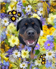 Design 632254 Canvas Prints Image