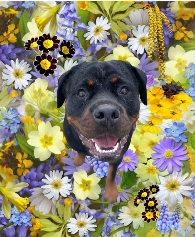 Design 632254 Canvas Prints
