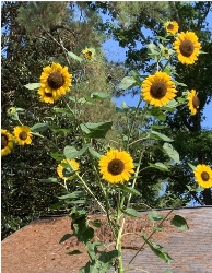 Design 636197 Canvas Prints Image