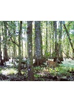 Design 639998 Canvas Prints Image