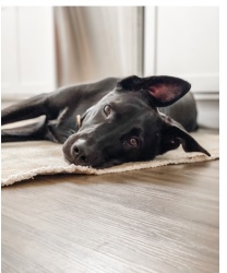 Design 641003 Canvas Prints Image