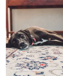 Design 641004 Canvas Prints Image