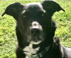 Design 645247 Canvas Prints Image