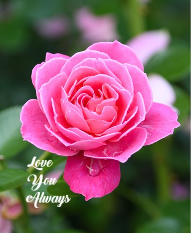Design 650568 Canvas Prints