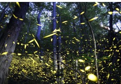 Design 652034 Canvas Prints Image