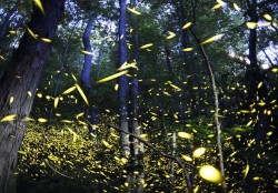 Design 652036 Canvas Prints Image