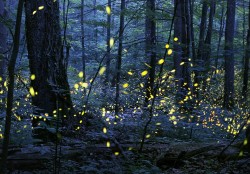 Design 652037 Canvas Prints Image