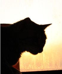 Design 657786 Canvas Prints Image