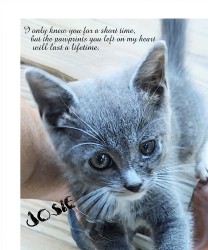 Design 668727 Canvas Prints Image