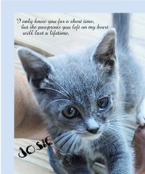 Design 668729 Canvas Prints Image