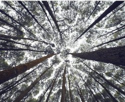 Design 683143 Canvas Prints Image