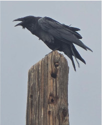 Design 683182 Canvas Prints Image