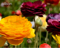 Design 33166 Canvas Prints Image